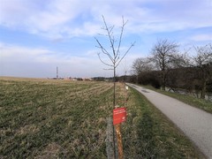 Nejdříve ořezy větví a kácení, poté sázení nových stromů. V Brandýse o zeleň pečují i v zimě