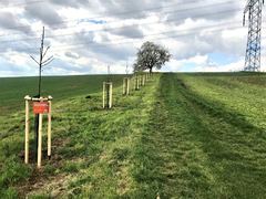 V Budě se podařilo vysadit novou alej ovocných stromů