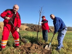 Zeleně není nikdy dost. Kraj přispěje obcím na péči o nově vysazené stromy