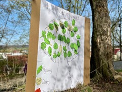 FOTO: V Rosicích otevřeli obnovený zámecký park. Přibyly nové stromy i lavičky