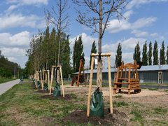 V Troskotovicích vznikne nový park a alej - díky dotaci Nadace ČEZ