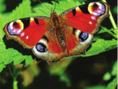 Město Třebíč vrací zahrádkářům peníze za odpad do konce srpna Město Třebíč vrací zahrádkářům peníze za odpad do konce srpna