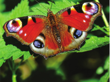Město Třebíč vrací zahrádkářům peníze za odpad do konce srpna