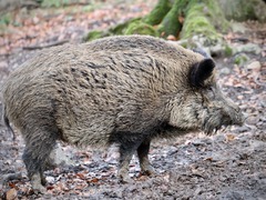 Myslivci řeší problém přemnožených divočáků v Mníšku a okolí. K pomoci vyzývají i majitele pozemků
