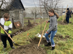 V Okříškách bylo na podzim vysazeno 42 stromků