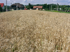 Zemědělci postižení suchem předčasně dostanou 9,4 mld. Kč