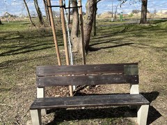 Víte, že ve Slaném je 1 z 12 českých stromů lásky? Sakura roste v lesoparku Háje