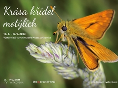 Muzeum Vyškovska zve na výstavu motýlů