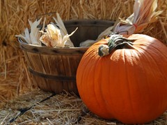 Nonstop stánek u Velké Bíteše. Teď zelenina, brzy halloweenské dýně