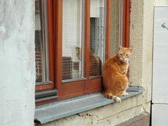 Kladno řeší přemnožení a trýznivý život toulavých koček. S dobrovolníky spouští městský kastrační program