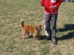 Fotoreportáž z Rosického Voříška 2012