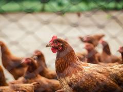 Blesk zabil 15 tisíc kuřat na farmě u Lysé. Ventilace selhala po výpadku proudu