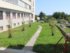 Nemocnice Kyjov dokončila druhou etapu projektu Výsadba Stromů