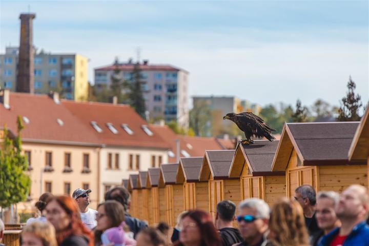 Draví ptáci8..jpeg