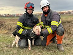 Zaklíněného psa na Kyjovsku pokousaly nutrie. Z roury ho zachraňovali hasiči