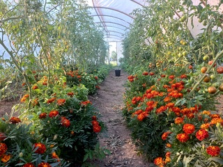 Omáčky ze Slavností rajčat jsou podnikatelem roku