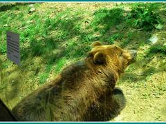 Na Štědrý den bude v zoologické zahradě probíhat veřejné krmení zvěře