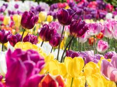 Pohořelice ozdobily stovky rozkvetlých tulipánů