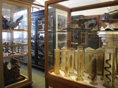 Velkomeziříčské muzeum oslaví svůj svátek bezplatným vstupem