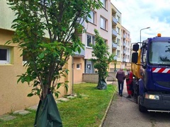 Zavlažovací vaky v Benešově udržitelně pečují o více než 40 stromů
