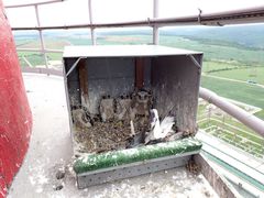 V Dukovanech mají energetici další sokolí strážce, sokolí pár už potřetí vyseděl další čtyřčata