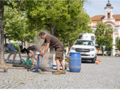 Čáslavským lípám se daří i na dlážděném náměstí, před létem jim město dopřálo výživnou půdní injektáž