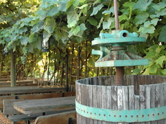 Na Jabloňové terase se letos urodilo a Rosice mají své vlastní víno