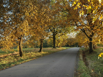 Obnova aleje v místní části Otradice: Vysazeno bylo 32 nových stromů