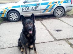 Zdrogovaný řidič v Kralupech prchal před zákonem. Policejní pes ho vyčmuchal u pole za městem