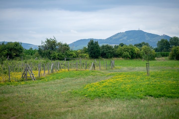 240703_17_Sakvice_03_2500px.jpg