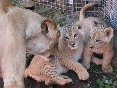 OBRAZEM: Vrchol roztomilosti. Návštěvníci Zoo Hodonín již uvidí mláďata lva berberského