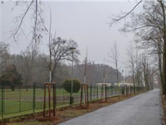 V Kovanické ulici obnovená alej má 47 nových stromů. Revitalizace je dokončená