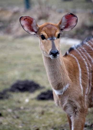 Nyala nížinná foto Josef Petrica  y 050.jpg