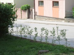 Neznámý zloděj ukradl sazenice habrů v Rosicích, z Husovy ulice zmizelo 12 stromků