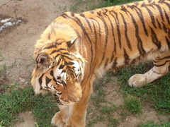 OBRAZEM: Tygr ussurijský v Zoo Hodonín se zotavuje z operace