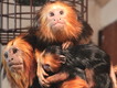 V Zoo Hodonín se narodilo druhé mládě ohroženého lvíčka zlatohlavého