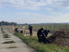 Na Veselsku začala výsadba nových biokoridorů