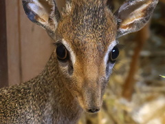 Jednu antilopu v ZOO Hodonín nahradily dvě nové