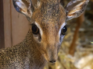 Jednu antilopu v ZOO Hodonín nahradily dvě nové
