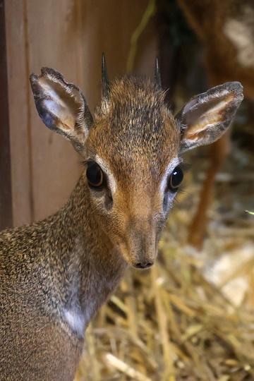 Dikdik IMG_5108.jpg