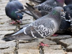 Také vás trápí holubi? Nymburk s nimi pořádně naloží v rámci zachování čistoty města Také vás trápí holubi? Nymburk s nimi pořádně naloží v rámci zachování čistoty města