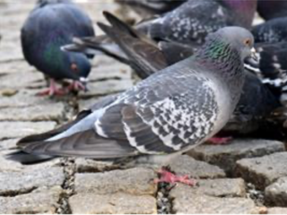 Také vás trápí holubi? Nymburk s nimi pořádně naloží v rámci zachování čistoty města