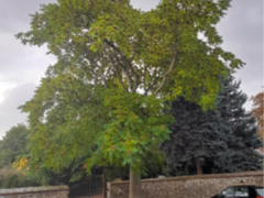 V Dolních Kounicích proběhla likvidace invazivního pajasanu žláznatého