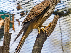 OBRAZEM: Poštolky jižní „odletěly“ z Hodonína na Balkán