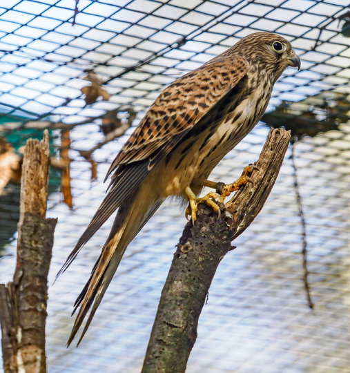 Poštolka jižní ve voliéře, foto Jan Máca 2025_09 - 03.jpg