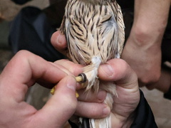 ROZHOVOR s Pavlem Moulisem ze Záchranné stanice Rokycany: Odchytávali jsem i 13 zmijí z šachty s vodoměry