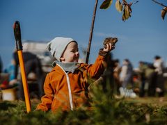 Ještě více zeleně ve Slavkově, Heralticích, Rajhradě a dalších městech díky grantu Stromy
