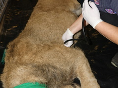 OBRAZEM: Lvíčata v Zoo Hodonín se podrobila testu DNA. Jedno z nich počátkem roku odejde OBRAZEM: Lvíčata v Zoo Hodonín se podrobila testu DNA. Jedno z nich počátkem roku odejde