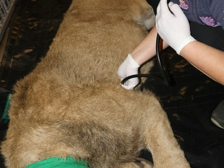 OBRAZEM: Lvíčata v Zoo Hodonín se podrobila testu DNA. Jedno z nich počátkem roku odejde