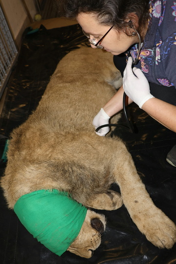 Lvíčata zákrok poslech  IMG_8198.jpg